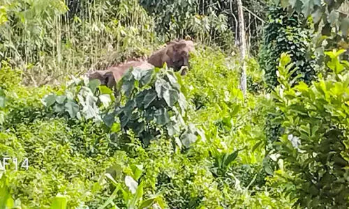 താമസക്കാർ ഭീതിയില്‍; പൊങ്ങൻചുവട്​ ഉന്നതിയിൽ കാട്ടാന വിളയാട്ടം