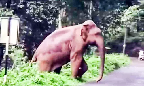 മൂന്നാറിൽ പുലിയും കടുവയും; അടിമാലിയിൽ കാട്ടാന