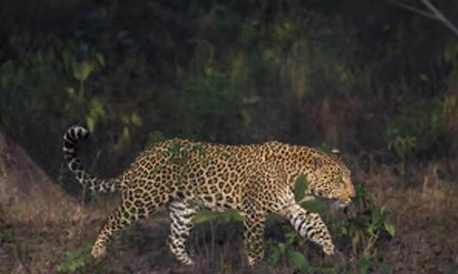 ആടിനെ കൊന്നത് പുലിയെന്ന്​ സംശയം; പുലിപ്പേടിയിൽ കൊങ്ങാട്