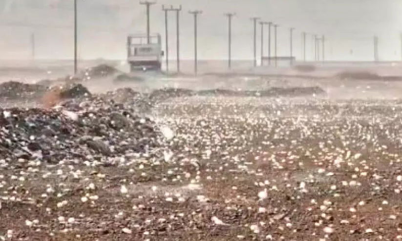 വേ​ന​ലി​ൽ ആ​ശ്വാ​സ​മാ​യി മ​ഴ, ആ​ലി​പ്പ​ഴ വ​ർ​ഷം