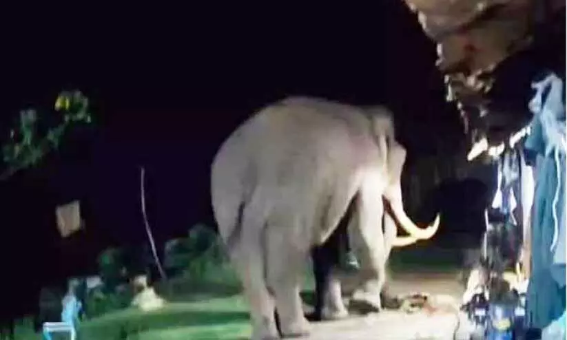 വീണ്ടും പടയപ്പ; പാമ്പൻമലയിൽ രണ്ട് വീടിന്‍റെ മേൽക്കൂര തകർത്തു