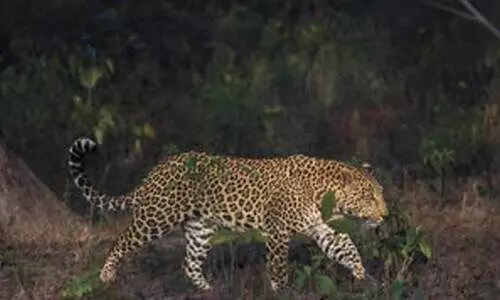 ആടിനെ കൊന്നത് പുലിയെന്ന്​ സംശയം; പുലിപ്പേടിയിൽ കൊങ്ങാട്