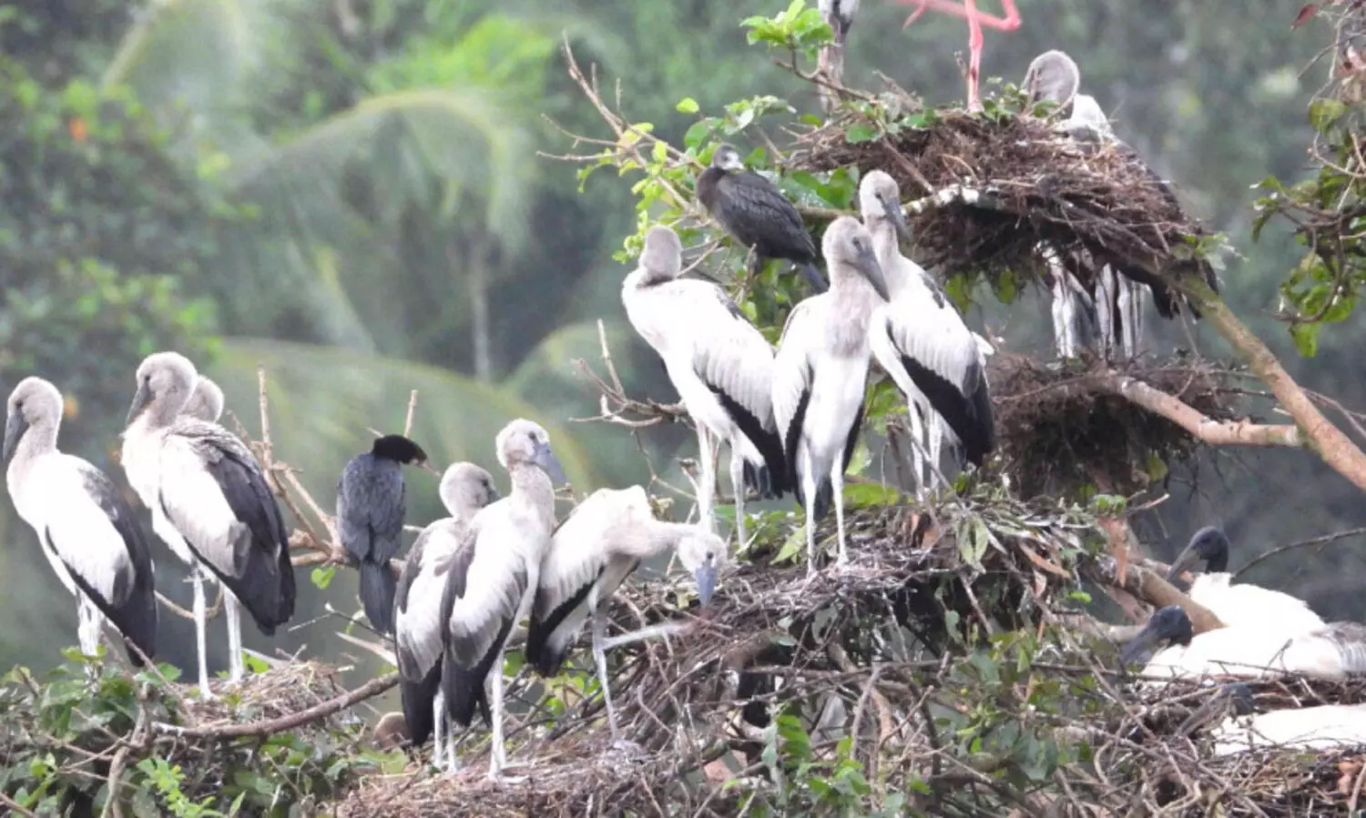 മൺസൂൺ ശക്തമായതോടെ കൊറ്റില്ലങ്ങൾ സജീവം
