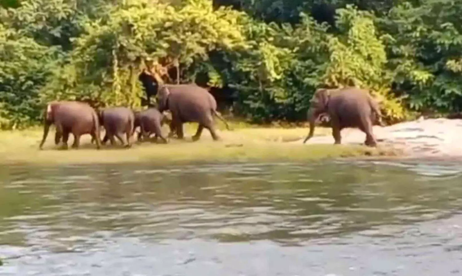 അട്ടപ്പാടിയിൽ വ്യാപകമായി കൃഷി നശിപ്പിച്ച് കാട്ടാനക്കൂട്ടം