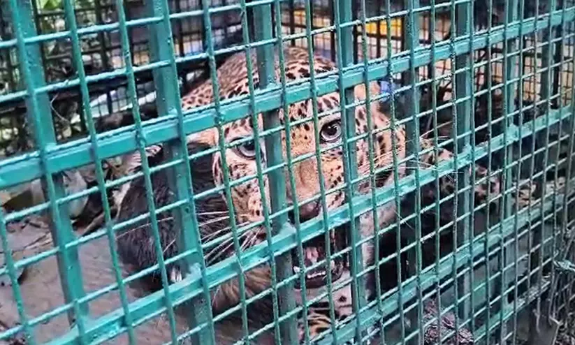 വയനാട്ടിലെ നമ്പ്യാർകുന്നിൽ ജനങ്ങളെ ഭീതിയിലാക്കിയ പുലി കുടുങ്ങി