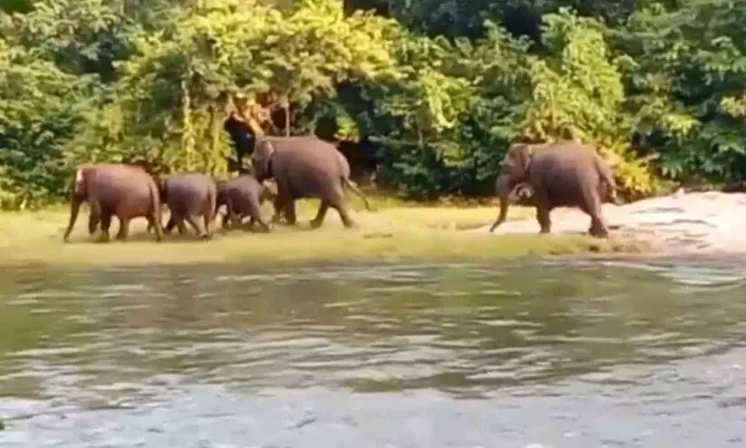 അട്ടപ്പാടിയിൽ വ്യാപകമായി കൃഷി നശിപ്പിച്ച് കാട്ടാനക്കൂട്ടം
