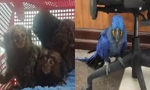 മൂന്ന് ലക്ഷം വില വരുന്ന വളർത്തുമൃഗങ്ങളെ ബാ​ഗിനുള്ളിൽ ഒളിപ്പിച്ച് കടത്തി; നെടുമ്പാശേരിയില്‍ ദമ്പതികൾ പിടിയിൽ