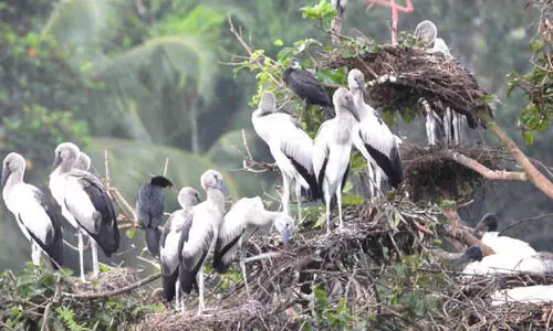 മൺസൂൺ ശക്തമായതോടെ കൊറ്റില്ലങ്ങൾ സജീവം
