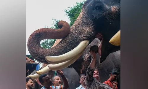 ഗുരുവായൂരില് ആനകള്ക്ക് ഇനി സുഖചികിത്സക്കാലം ഗുരുവായൂരില് ആനകള്ക്ക് ഇനി സുഖചികിത്സക്കാലം