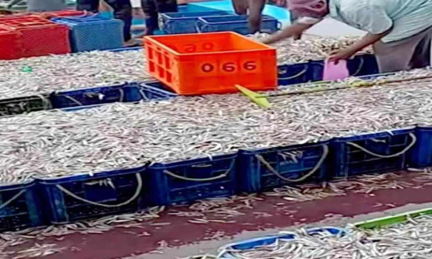 ചെ​മ്മീ​നും മെ​ത്ത​ലു​മി​റ​ങ്ങി; വ​റു​തി​ക്കി​ട​യി​ൽ പ്ര​ത്യാ​ശ​യു​ടെ തി​ര​യി​ള​ക്കം