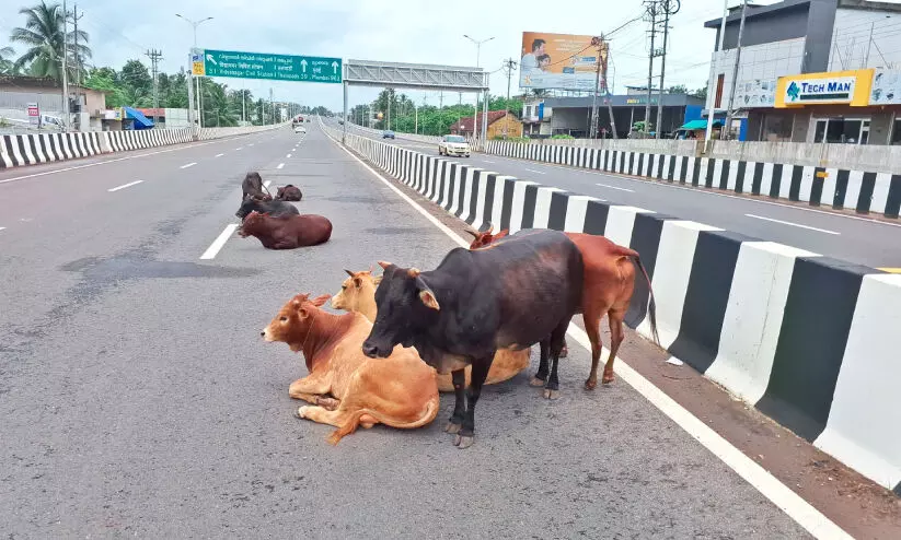 പശുക്കൾക്ക് മേ​ഞ്ഞു​ന​ട​ക്കാ​ൻ ദേ​ശീ​യ​പാ​ത; നടപടിയെടുക്കാതെ അധികൃതർ