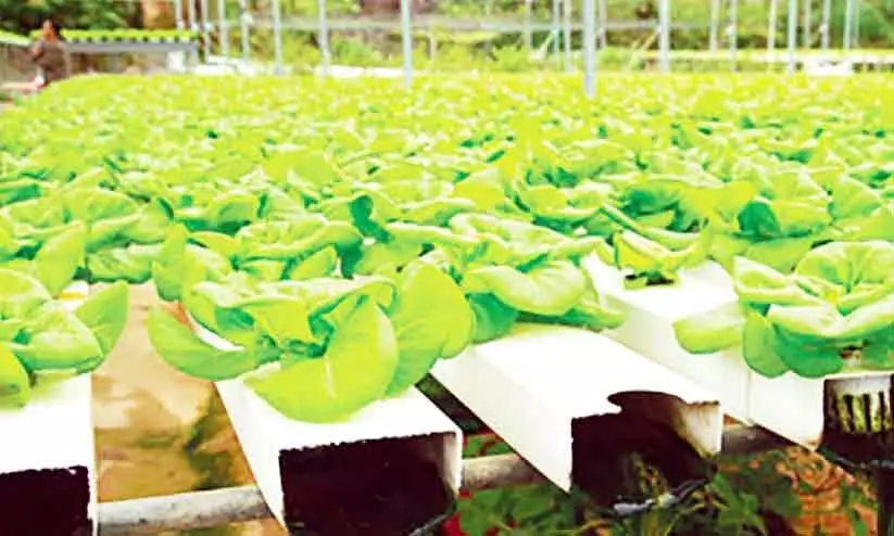 hydroponics farming