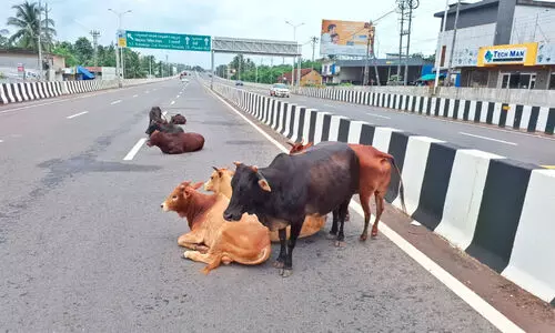പശുക്കൾക്ക് മേ​ഞ്ഞു​ന​ട​ക്കാ​ൻ ദേ​ശീ​യ​പാ​ത; നടപടിയെടുക്കാതെ അധികൃതർ