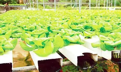 hydroponics farming
