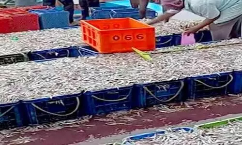 ചെ​മ്മീ​നും മെ​ത്ത​ലു​മി​റ​ങ്ങി; വ​റു​തി​ക്കി​ട​യി​ൽ പ്ര​ത്യാ​ശ​യു​ടെ തി​ര​യി​ള​ക്കം