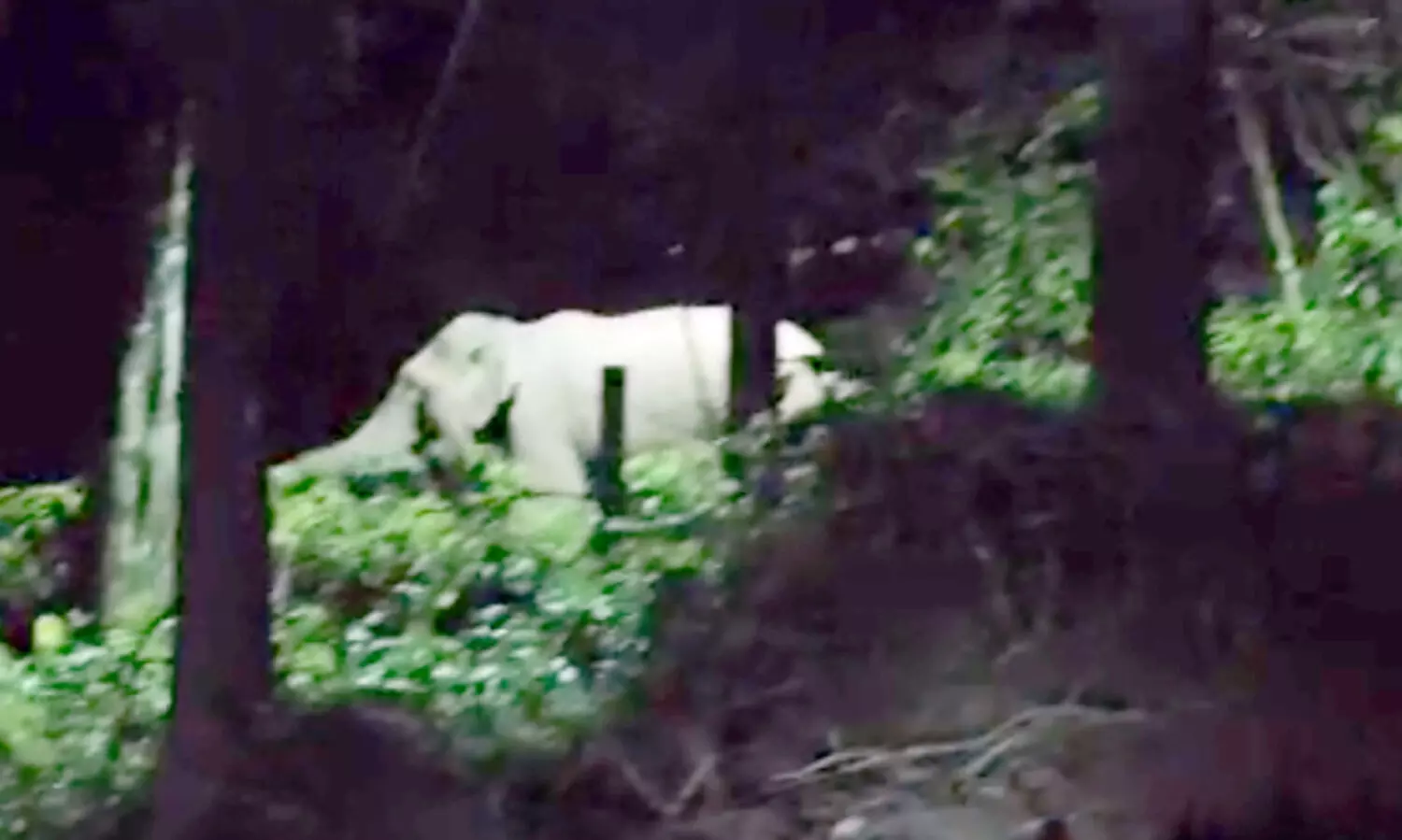 കാർഷിക-സാമ്പത്തിക മേഖലയെ കാട്ടാന തകർത്തെറിഞ്ഞു