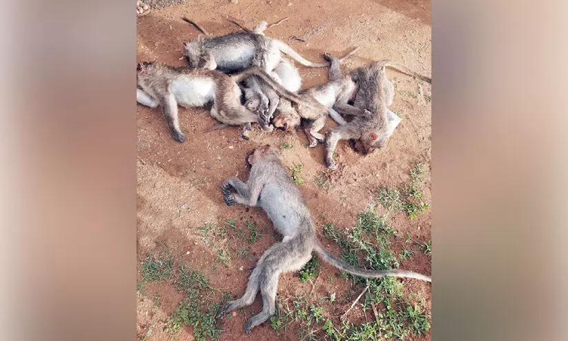 ഗു​ണ്ട​ൽ​പേ​ട്ടി​ൽ 20 ലേ​റെ കു​ര​ങ്ങു​ക​ൾ ച​ത്ത നി​ല​യി​ൽ