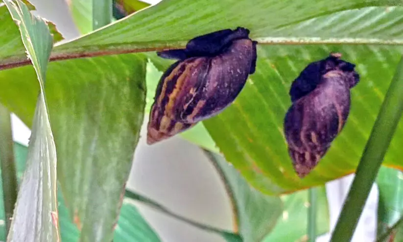 പിണങ്ങോട് പുഴക്കലിൽ വീണ്ടും ആഫ്രിക്കൻ ഒച്ച് പിണങ്ങോട് പുഴക്കലിൽ വീണ്ടും ആഫ്രിക്കൻ ഒച്ച്