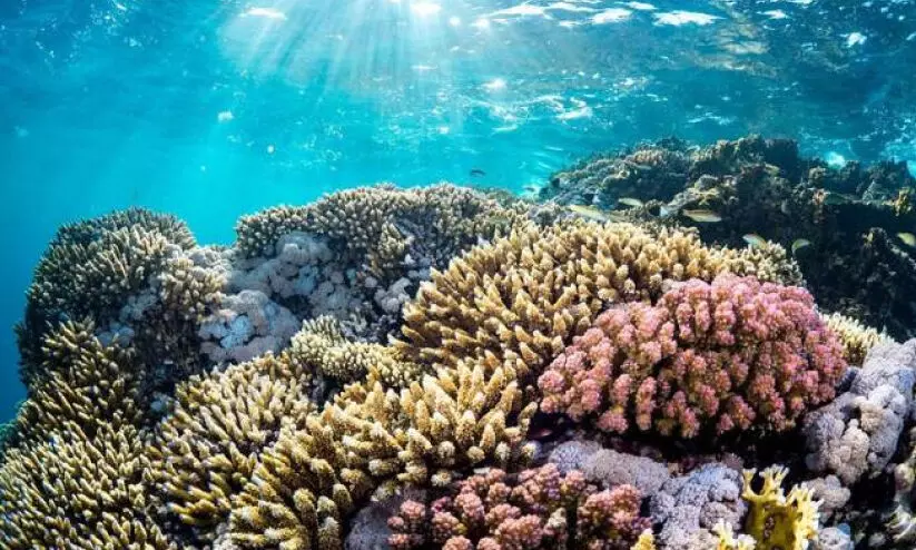 ചെ​ങ്ക​ട​ലി​ലെ വി​സ്​​മ​യം ‘അ​ബൂ അ​ൽ മ​ദാ​ഫ’ ഗു​ഹ​ക​ൾ