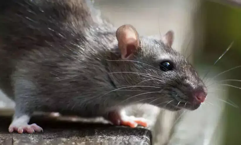 എലിപ്പനി: ജാഗ്രത പാലിക്കണമെന്ന് ആരോഗ്യവകുപ്പ്