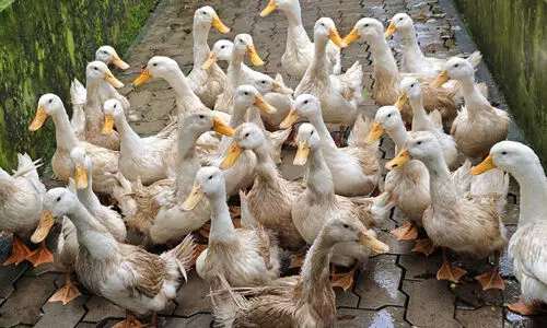 വീട്ടു മുറ്റത്ത് വളർത്താം മികച്ച ഇറച്ചി താറാവ് വിഗോവയെ