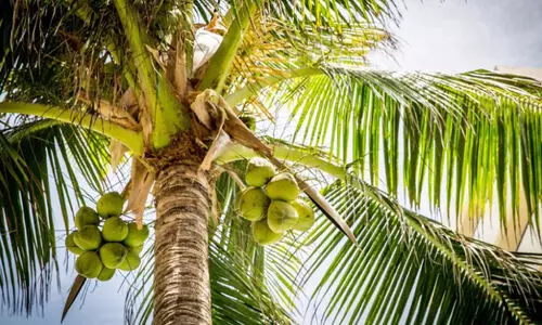 തെങ്ങിന്റെ കൂമ്പുചീയൽ; ശ്രദ്ധിക്കേണ്ട കാര്യങ്ങൾ