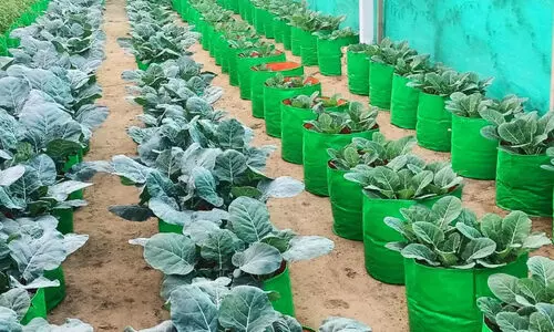 ഗ്രോ ബാഗ് കൃഷിയിൽ വളപ്രയോഗമെങ്ങനെ?