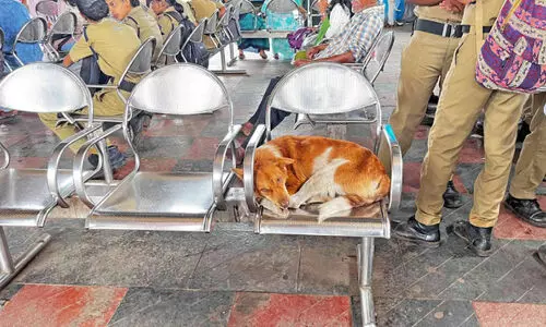 തെ​രു​വു​നാ​യ് ശ​ല്യം രൂ​ക്ഷം; നി​യ​ന്ത്രി​ക്കാ​ൻ ന​ട​പ​ടി​ക​ളി​ല്ല