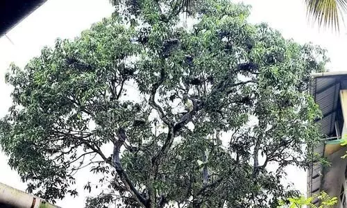 വിരുന്നുകാർ പതിവ് തെറ്റിച്ചില്ല; ബനാത്ത് യത്തീംഖാനയിൽ വീണ്ടും പക്ഷിക്കൂട്ടം