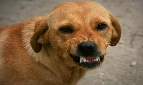 ആദൂരിൽ മൂന്നുപേരെ കടിച്ച തെരുവ് നായക്ക് പേ വിഷബാധ