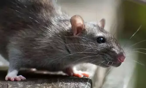 എലിപ്പനി: ജാഗ്രത പാലിക്കണമെന്ന് ആരോഗ്യവകുപ്പ്