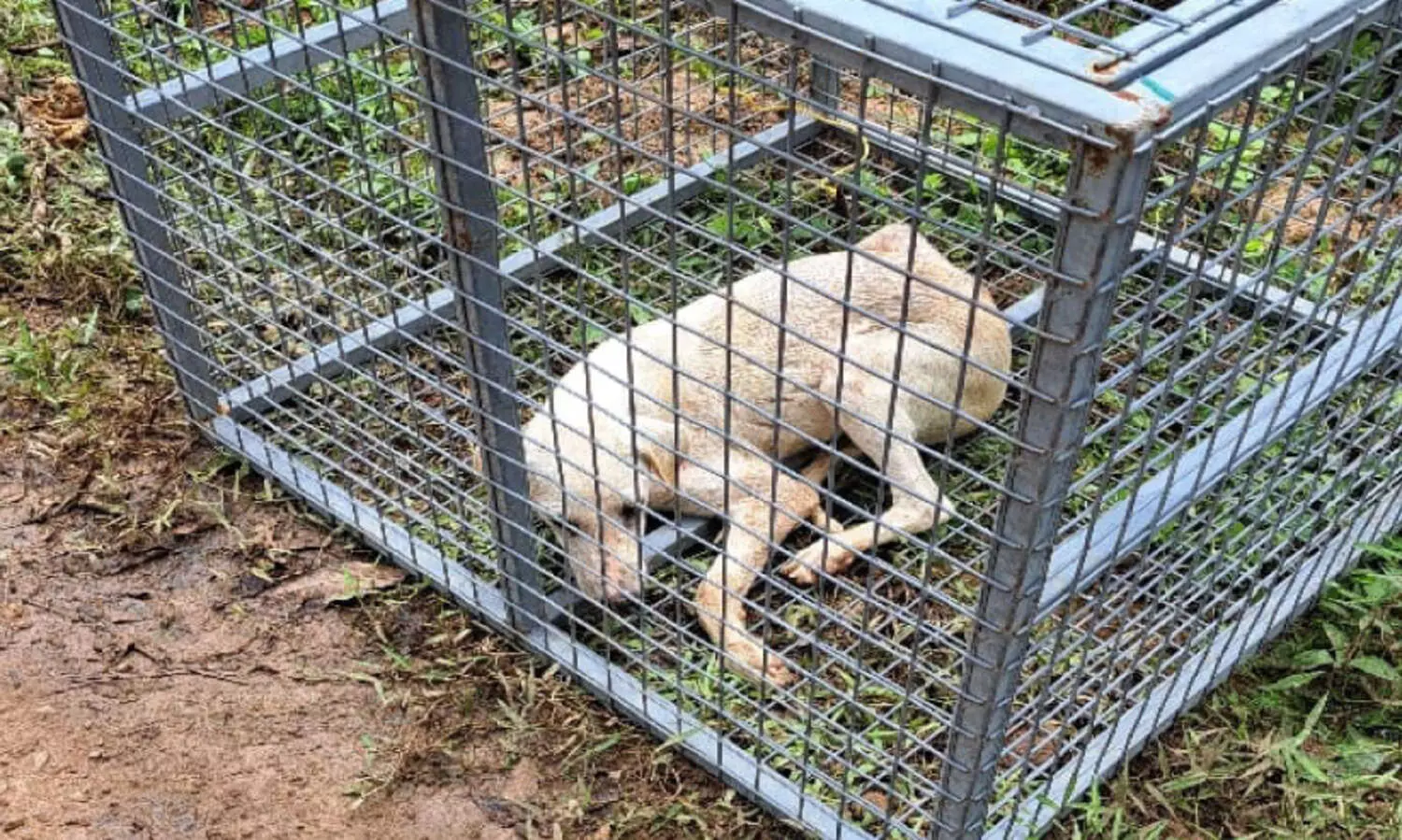 പോത്തൻകോട് 20 പേർക്ക് തെരുവ് നായുടെ കടിയേറ്റു