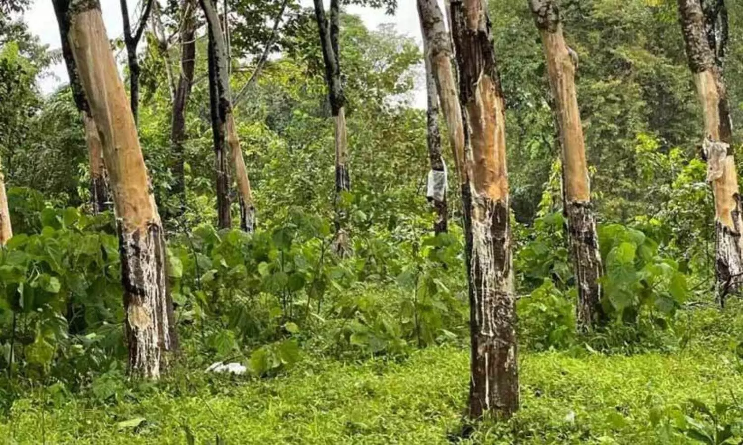 കാട്ടാന ആക്രമണം; മൂത്തേടം പെരുംകൊല്ലംപാറയില്‍ കര്‍ഷകര്‍ ദുരിതത്തില്‍