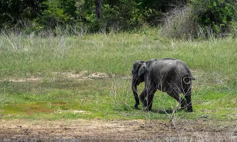 elephant calf