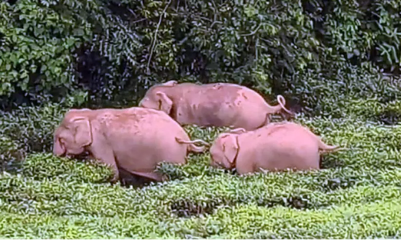 കടച്ചിക്കുന്നിൽ കാട്ടാനകൾ; വനത്തിലേക്ക് തുരത്തി കടച്ചിക്കുന്നിൽ കാട്ടാനകൾ; വനത്തിലേക്ക് തുരത്തി