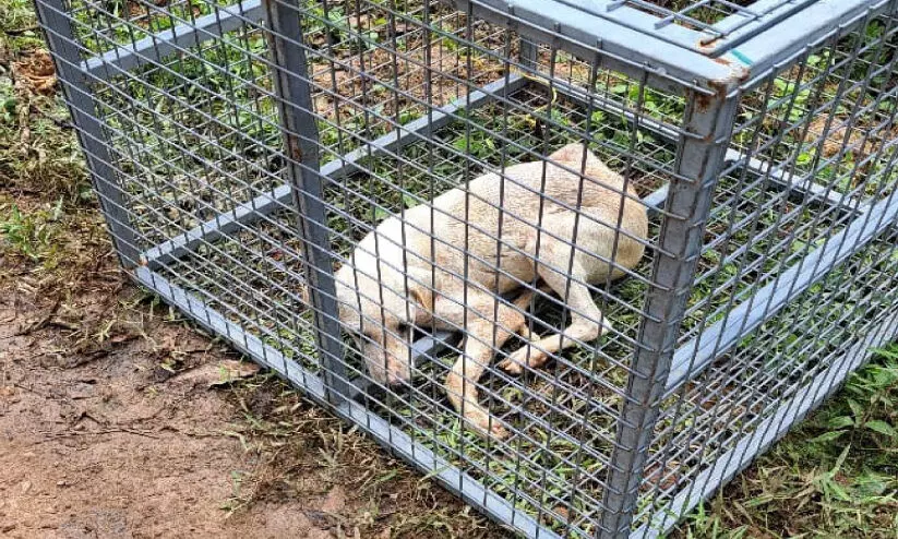 പോത്തൻകോട് 20 പേർക്ക് തെരുവ് നായുടെ കടിയേറ്റു