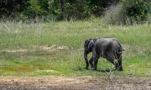 elephant calf