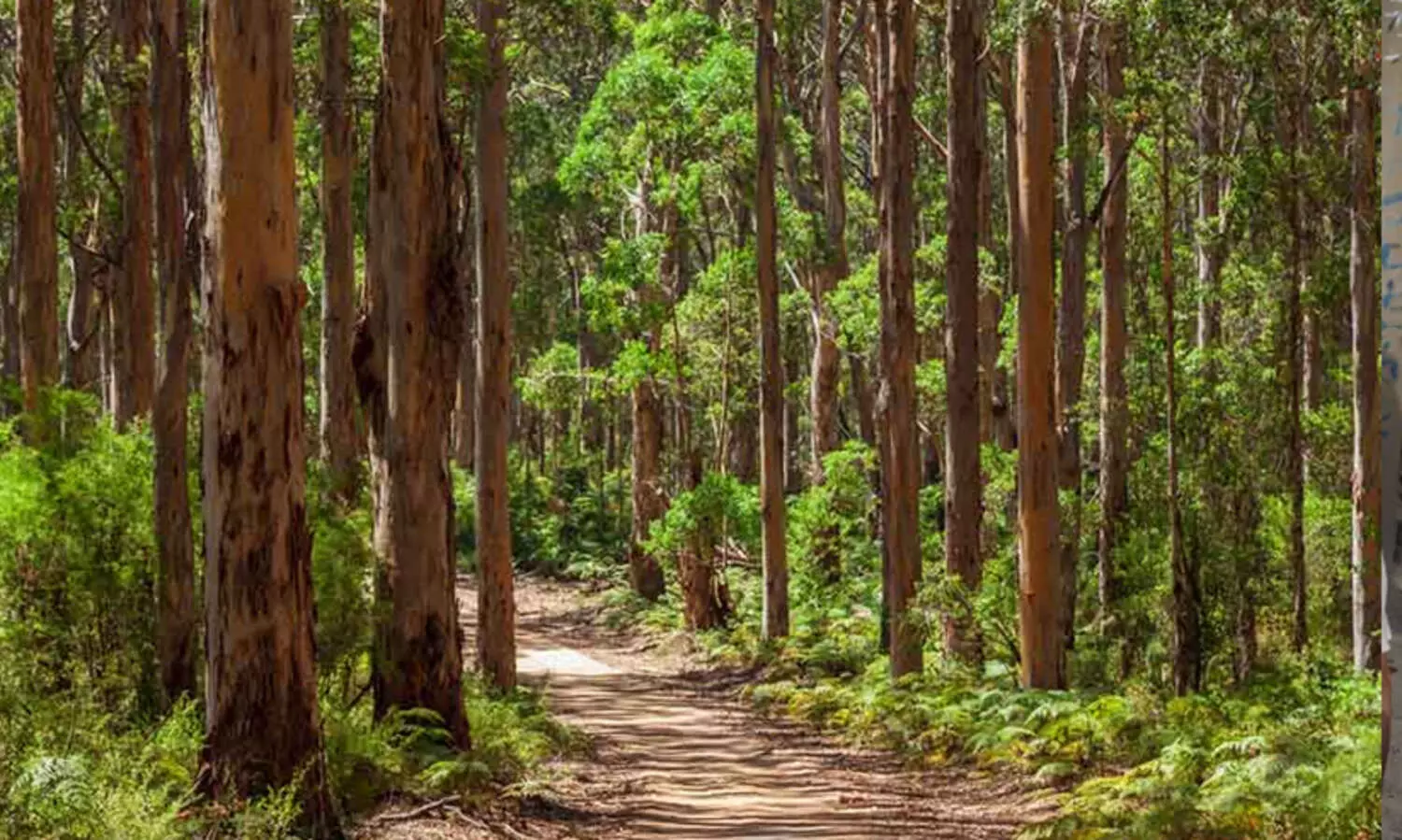 വനാവകാശങ്ങൾ അട്ടിമറിക്കാനുള്ള കേന്ദ്ര നീക്കത്തിനെതിരെ കോൺഗ്രസ്; ആദിവാസികളും പരിസ്ഥിതിയും അപകടത്തിലെന്ന്