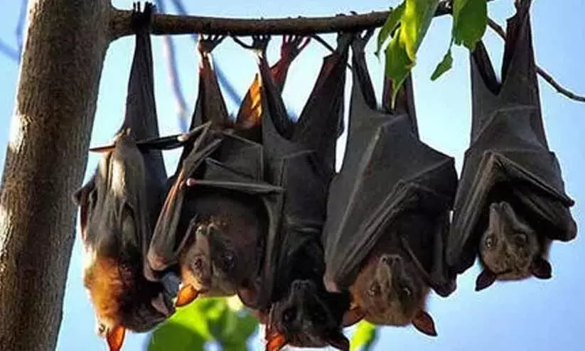 നിപ ഭീതി; വവ്വാലുകളെ തുരത്തരുത്, അപകടമാണ് നിപ ഭീതി; വവ്വാലുകളെ തുരത്തരുത്, അപകടമാണ്