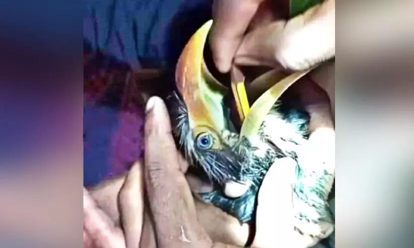 അബദ്ധത്തിൽ പെൻസിൽ വിഴുങ്ങി വേഴാമ്പാൽ; രക്ഷകരായി വനം വകുപ്പ് ജീവനക്കാർ