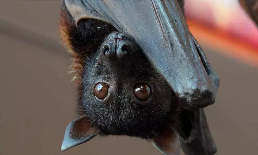 നിപ; പ്രതിരോധ പ്രവര്ത്തനം ഊർജിതം നിപ; പ്രതിരോധ പ്രവര്ത്തനം ഊർജിതം