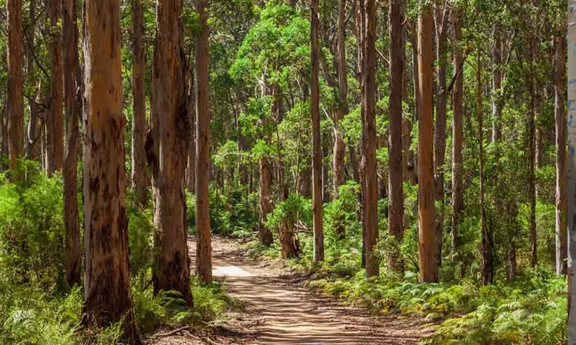വനാവകാശങ്ങൾ അട്ടിമറിക്കാനുള്ള കേന്ദ്ര നീക്കത്തിനെതിരെ കോൺഗ്രസ്; ആദിവാസികളും പരിസ്ഥിതിയും അപകടത്തിലെന്ന്