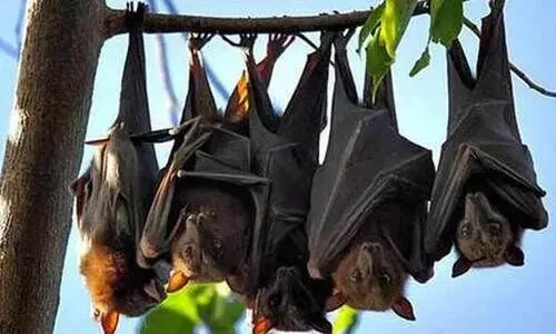 നിപ ഭീതി; വവ്വാലുകളെ തുരത്തരുത്, അപകടമാണ് നിപ ഭീതി; വവ്വാലുകളെ തുരത്തരുത്, അപകടമാണ്