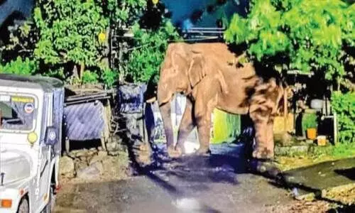 നെല്ലിയാമ്പതി ജനവാസ മേഖലയിൽ ഭീതിപരത്തി കാട്ടാന