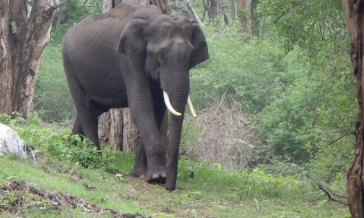 മരകാവിൽ കാട്ടാന വിളയാട്ടം