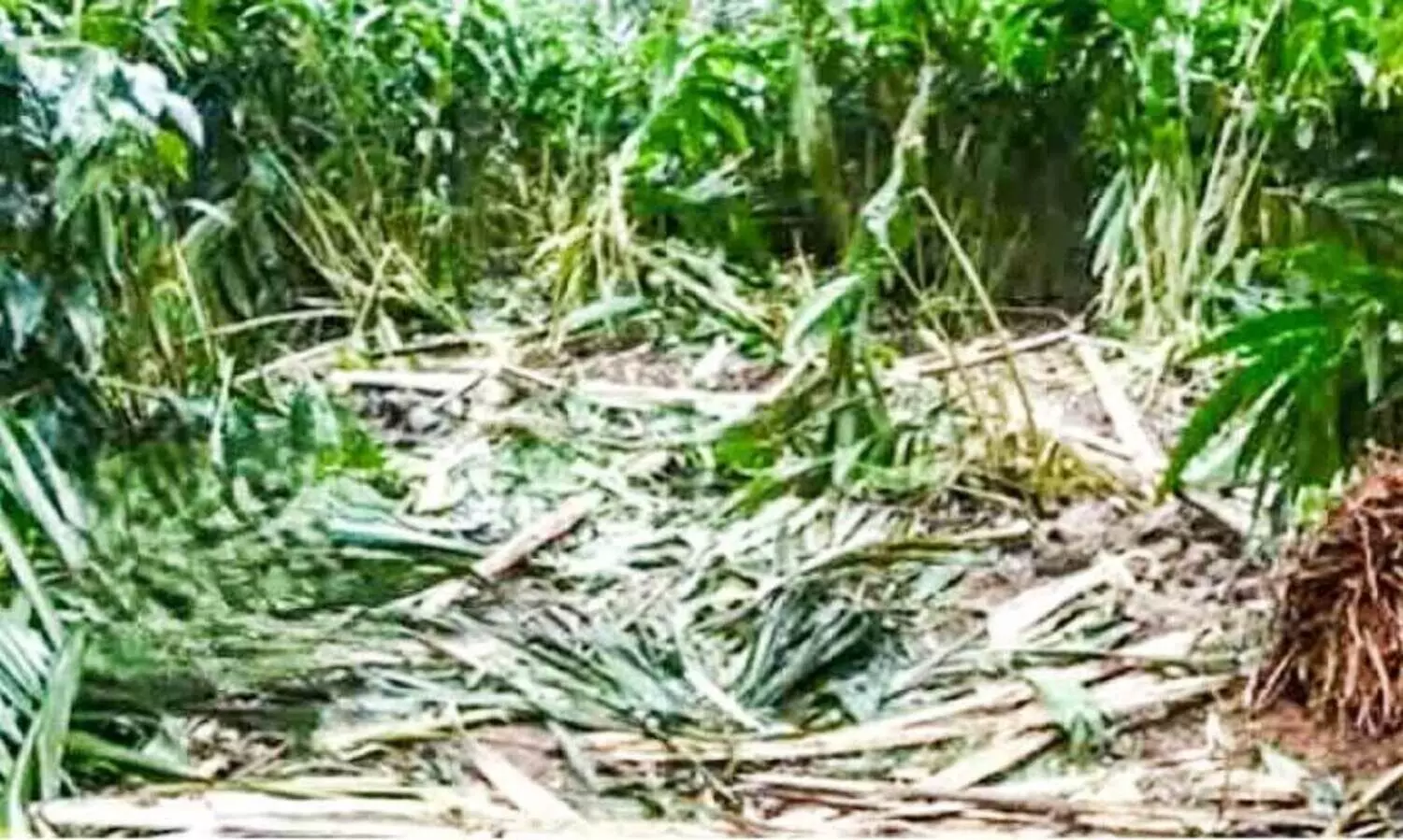 കാറ്റും മഴയും, പിന്നെ കാട്ടാനയും ഏലംകര്‍ഷകര്‍ പ്രതിസന്ധിയിൽ