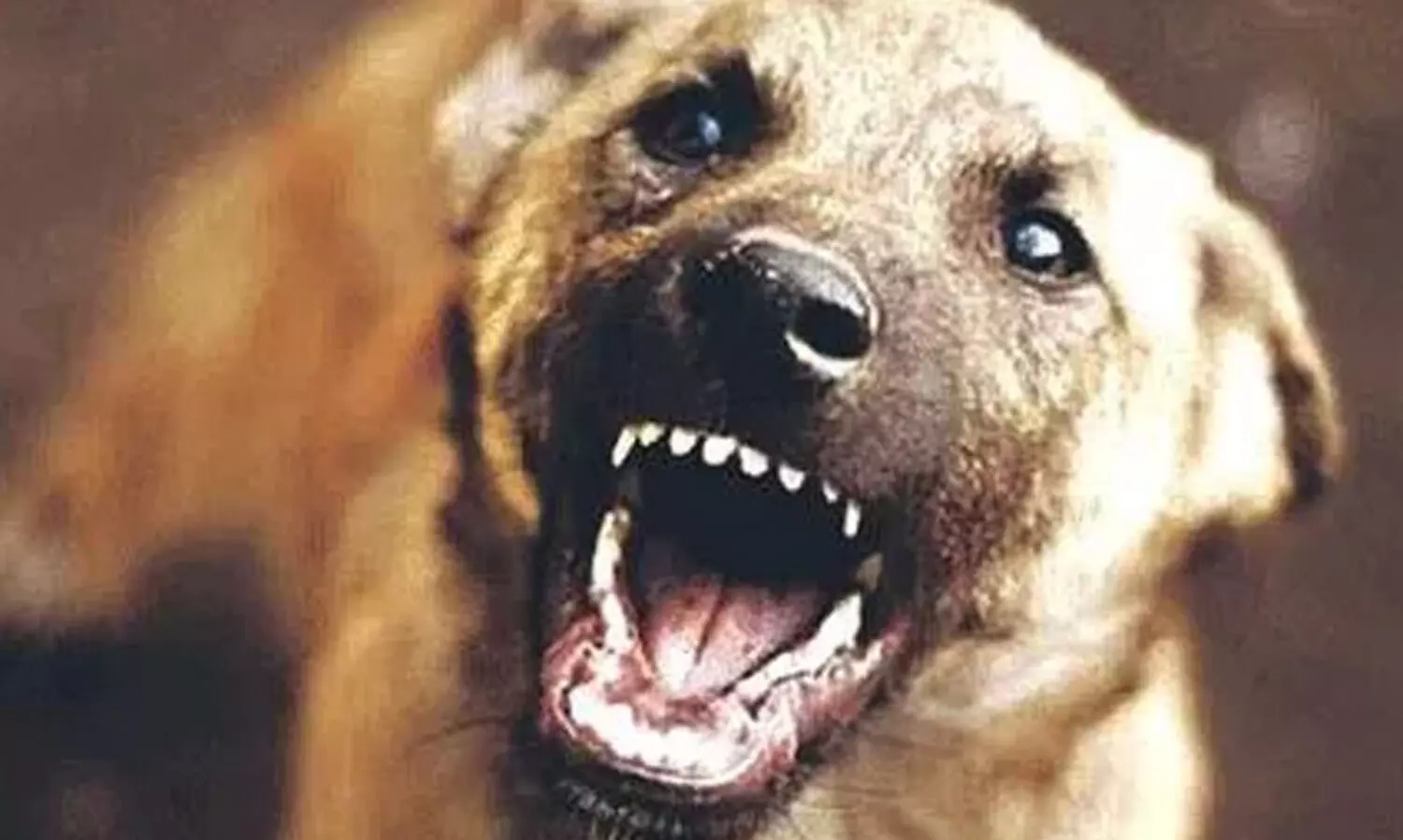 പത്തനാപുരത്ത് തെരുവുനായ്​​ ആക്രമണത്തിൽ പത്തുപേർക്ക് കടിയേറ്റു;  ക​ടി​യേ​റ്റ​യാ​ളു​മാ​യു​ള്ള മ​ൽ​പി​ടി​ത്ത​ത്തി​ൽ നാ​യ്​ ച​ത്തു