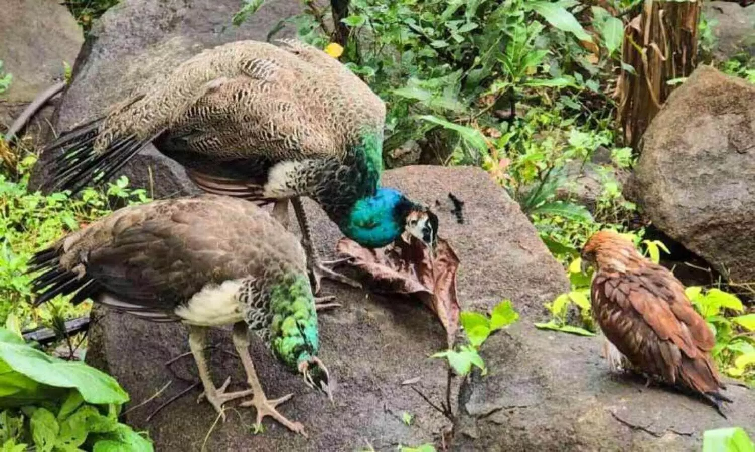 ഇ​വി​ടെ​യി​താ, ഒ​ര​പൂ​ർ​വ​സ്നേ​ഹം