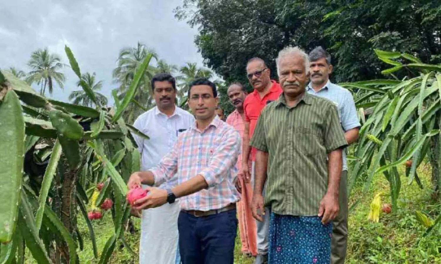 ഡ്രാഗൺ ഫ്രൂട്ട് കൃഷിയിൽ സലീമിന് നൂറുമേനി