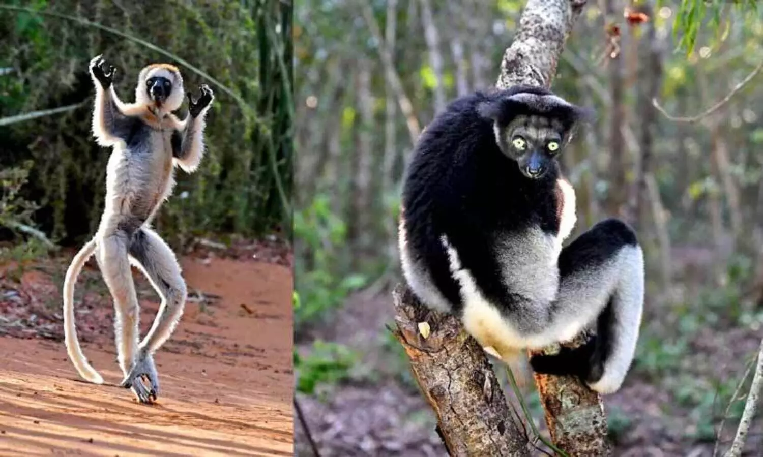 മ​ഡ​ഗാ​സ്കർ; പരിണാമത്തിന്‍റെ പരീക്ഷണശാല